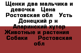 Щенки,два мальчика и девочка › Цена ­ 1 - Ростовская обл., Усть-Донецкий р-н, Апаринский хутор Животные и растения » Собаки   . Ростовская обл.